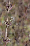 Willowleaf lettuce